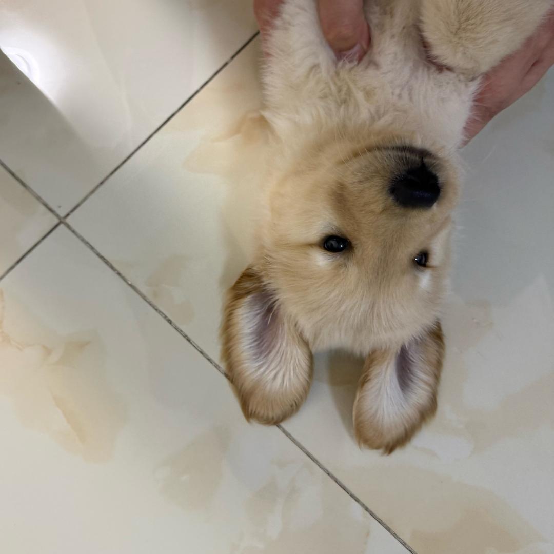 小杨不是小羊