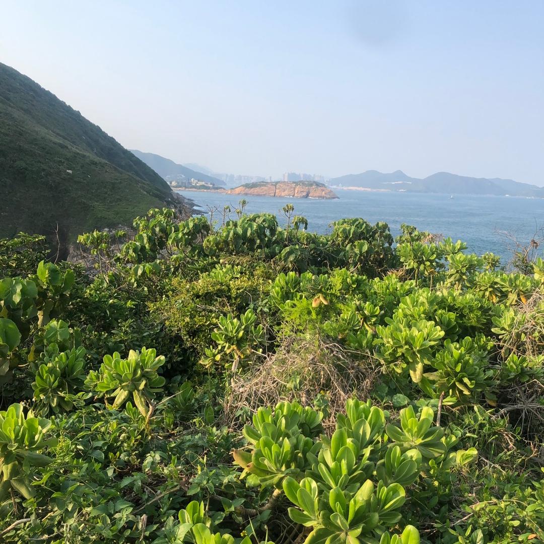 飞哥