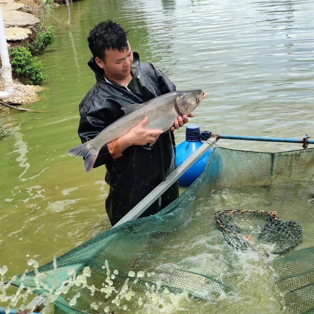 文山砚山县俊豪淡水养殖场出售大小鱼苗