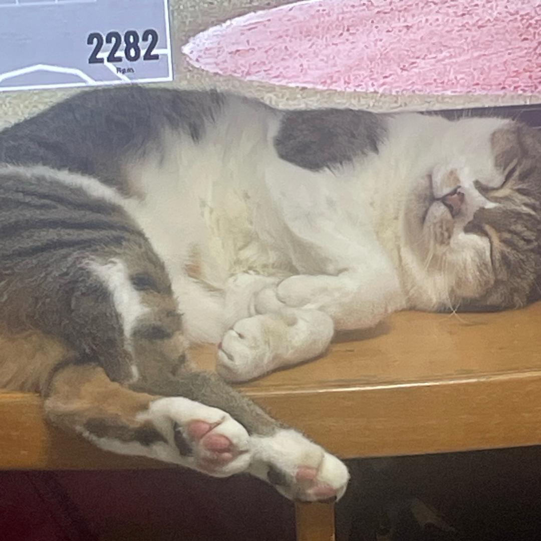 凌晨的猪耳朵🐷