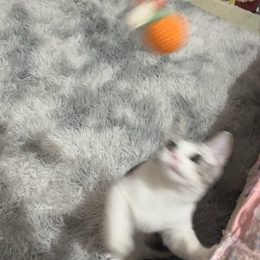 道具曼曼（恩师肉松）