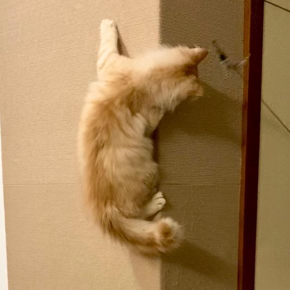 小武缅因猫家长🐈