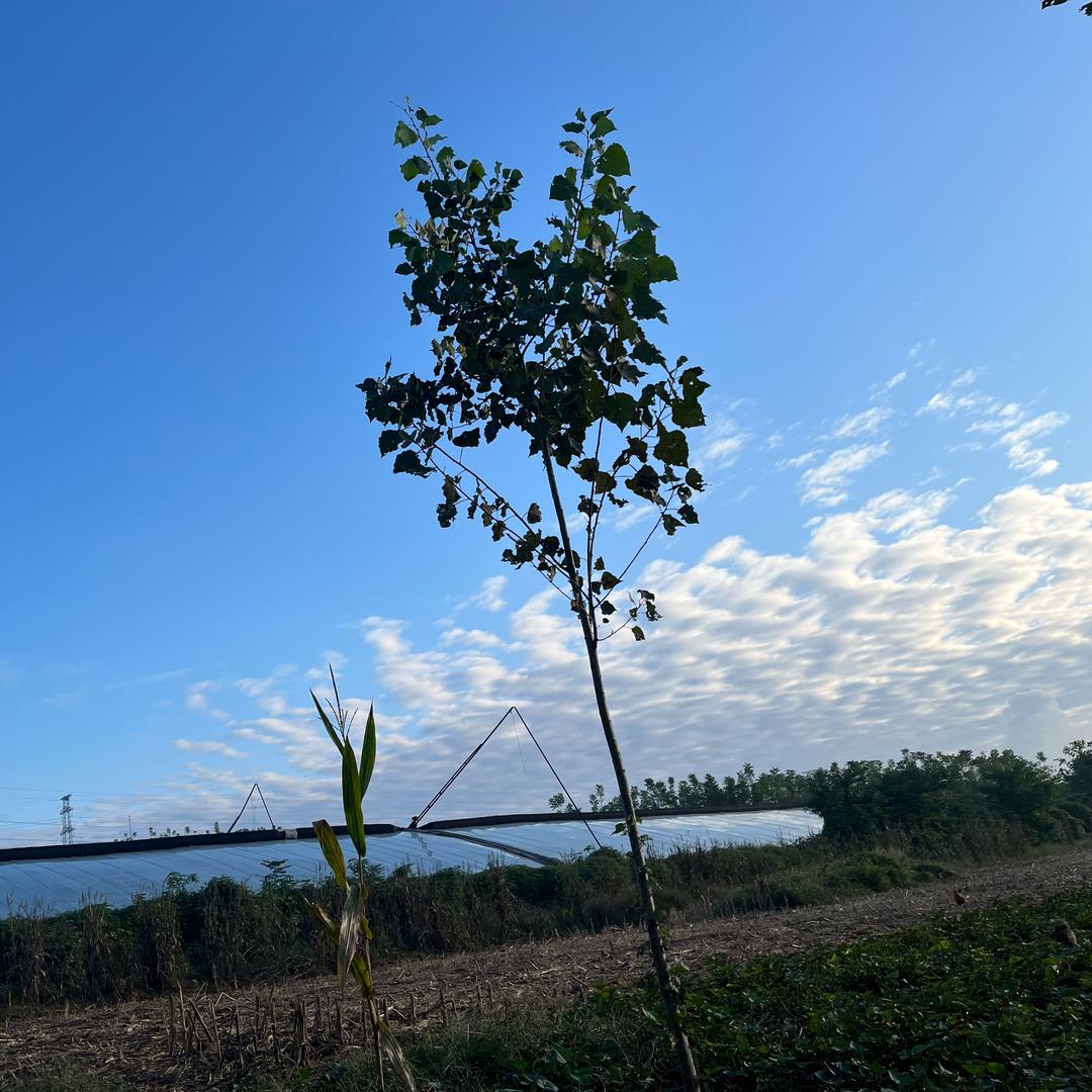 阿飞夜市，（全牛火锅）