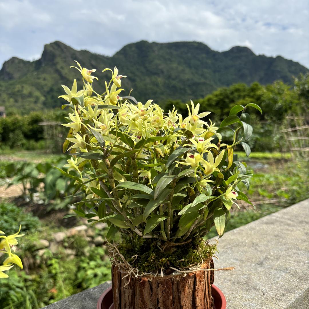 志枫铁皮石斛