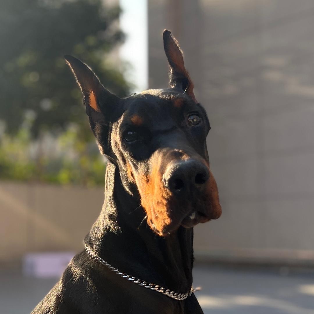 训犬师小明 (思维训犬版
