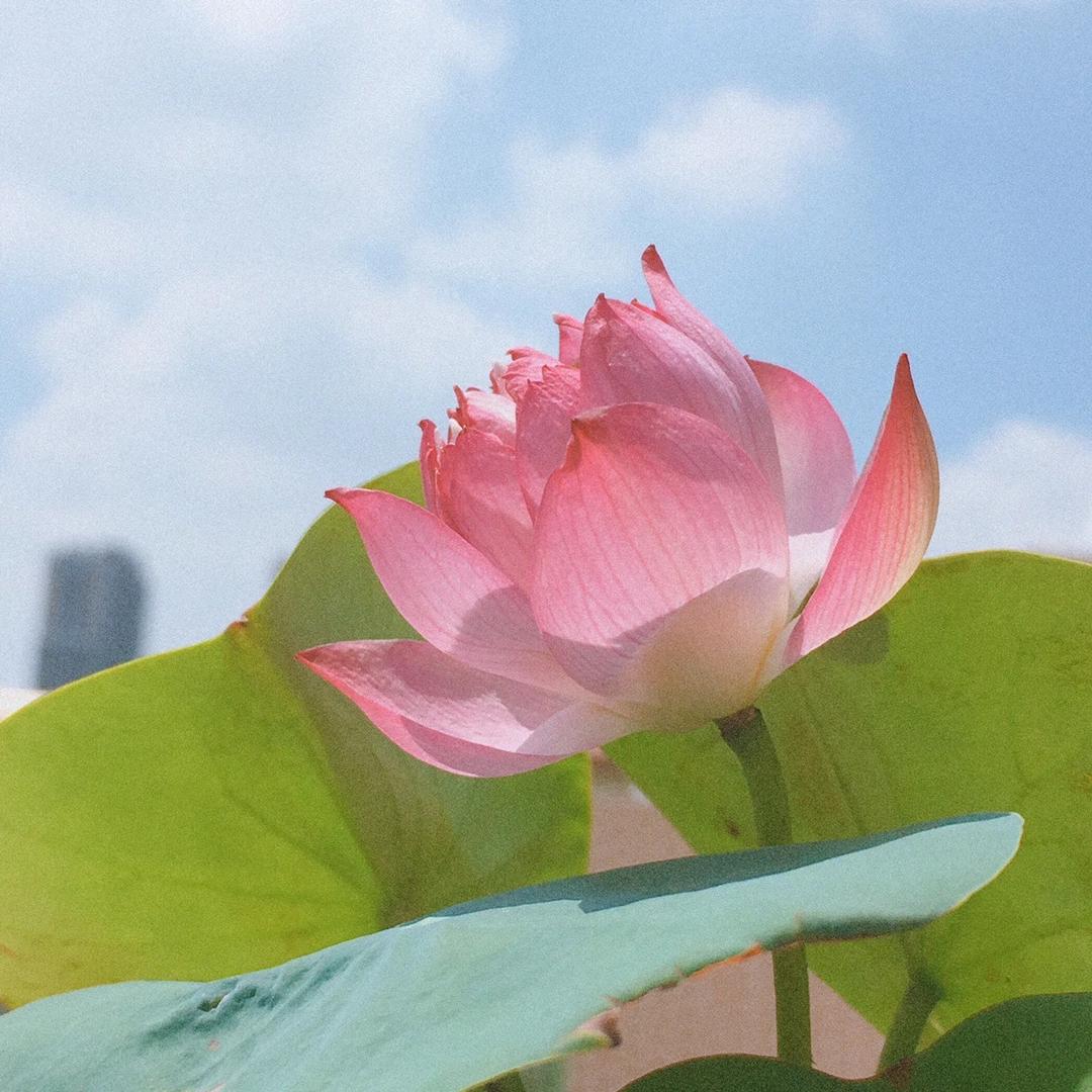 我的秘密花园花卉旗舰店
