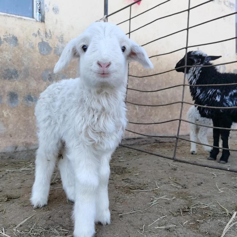 羊羊🐑·🧜‍♀️