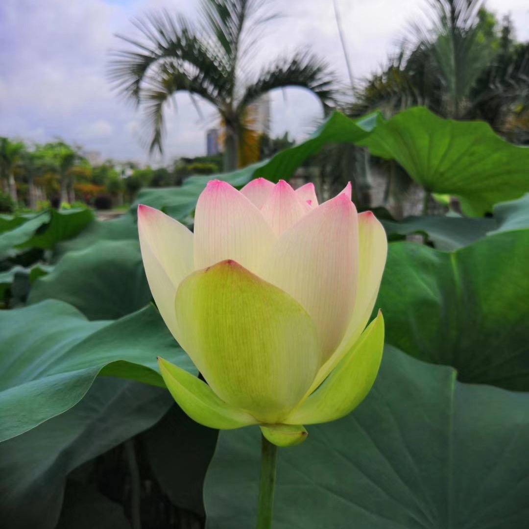 林玲