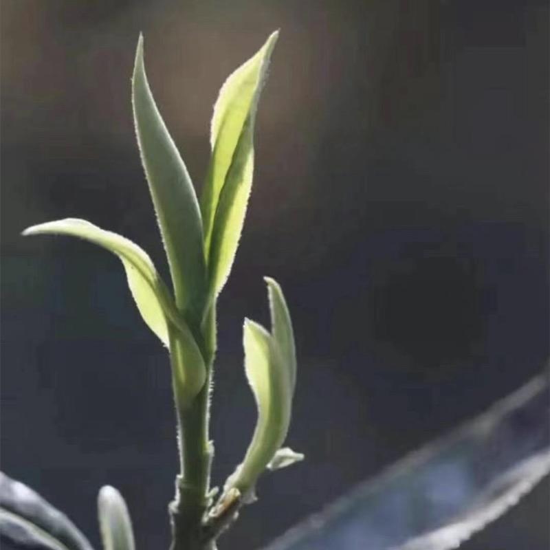 凡展茶业(自产自销)
