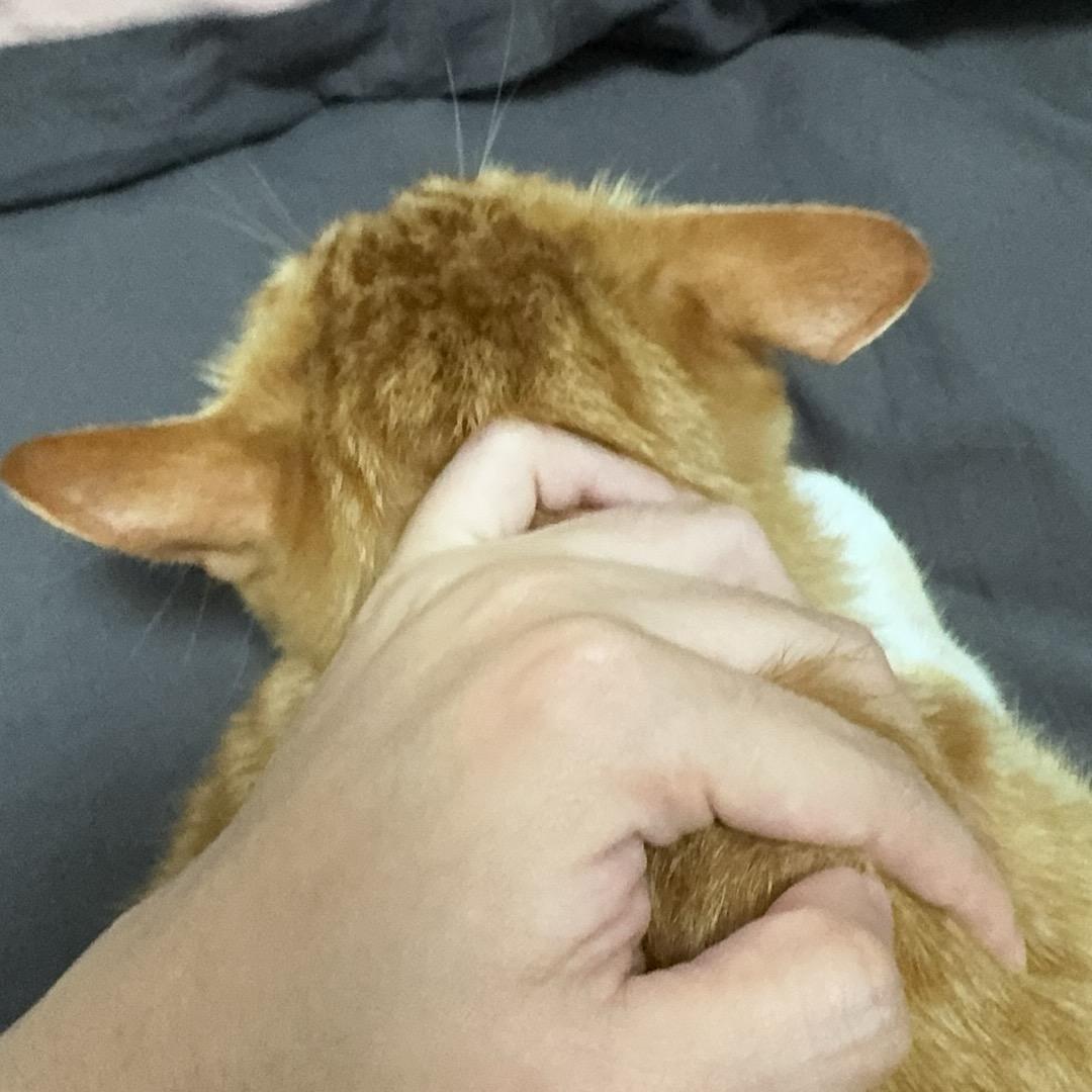 五月小狗猫