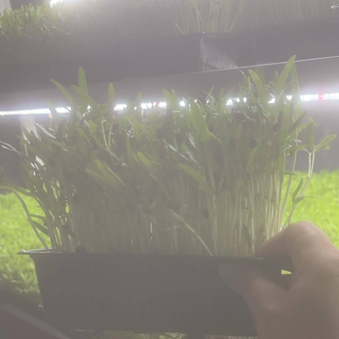 🪴绿芽小筑🏠