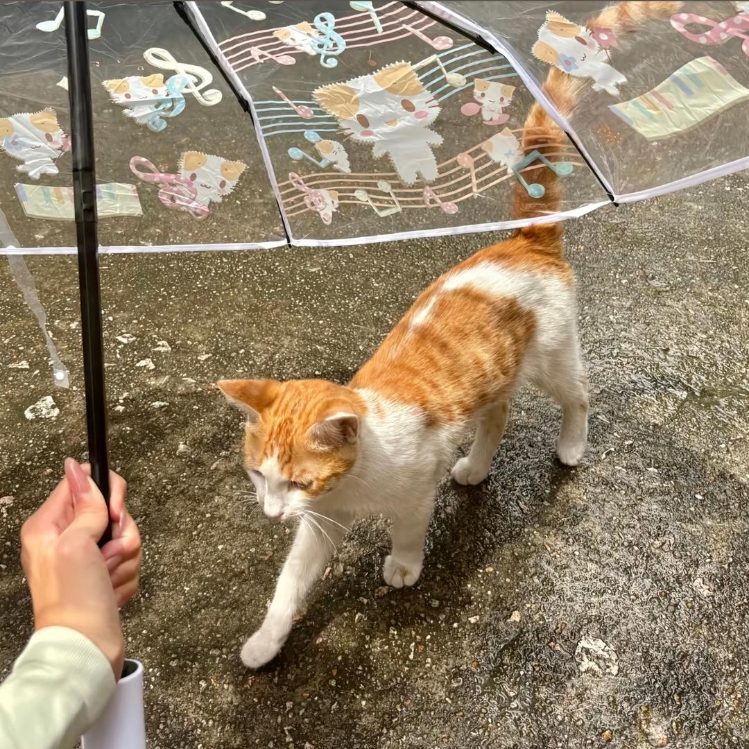 纯天然的突然っ