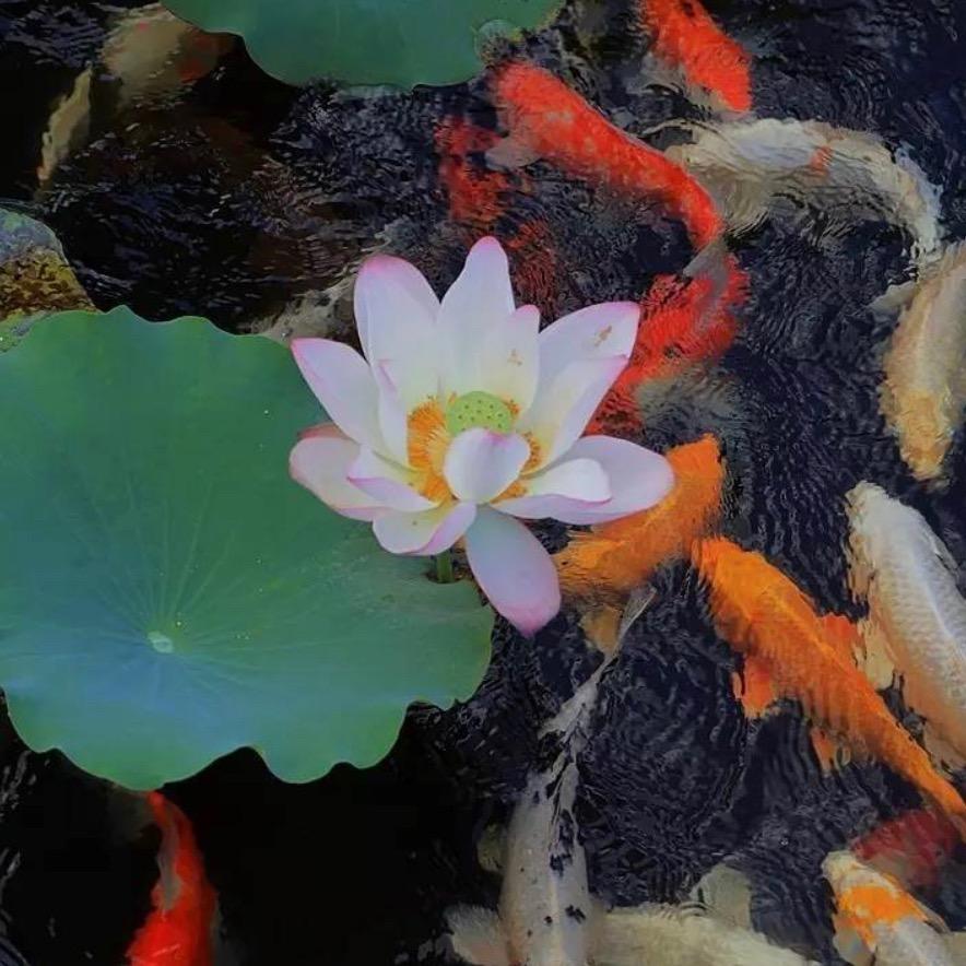 小舞集合