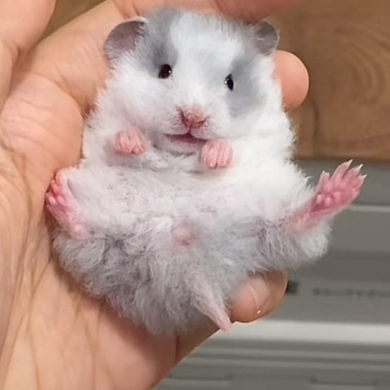 泥鳅丫