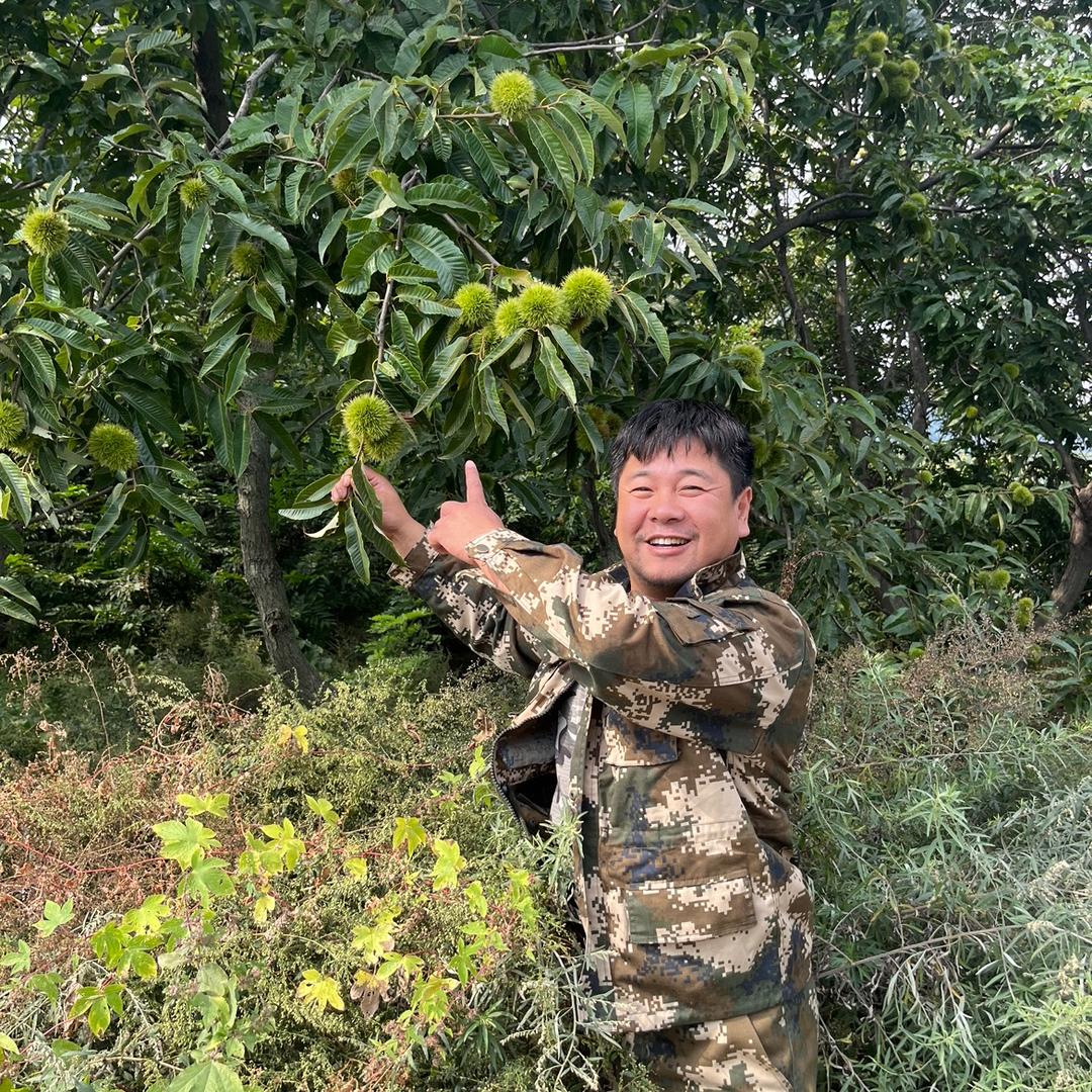 大刘的板栗