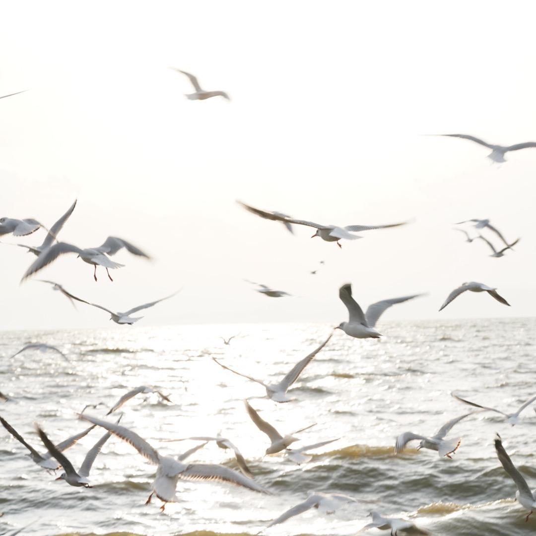 央                  朵