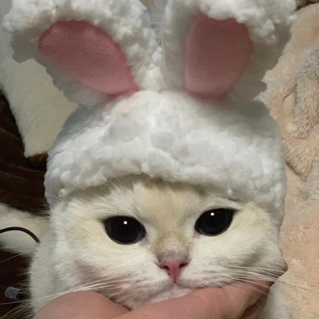 🌈喵大壮和小狗屁