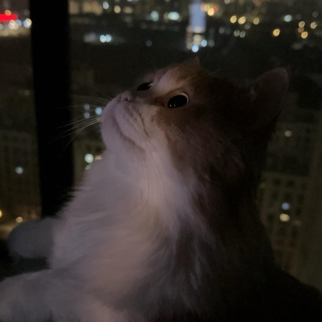 糖醋鱼摸鱼