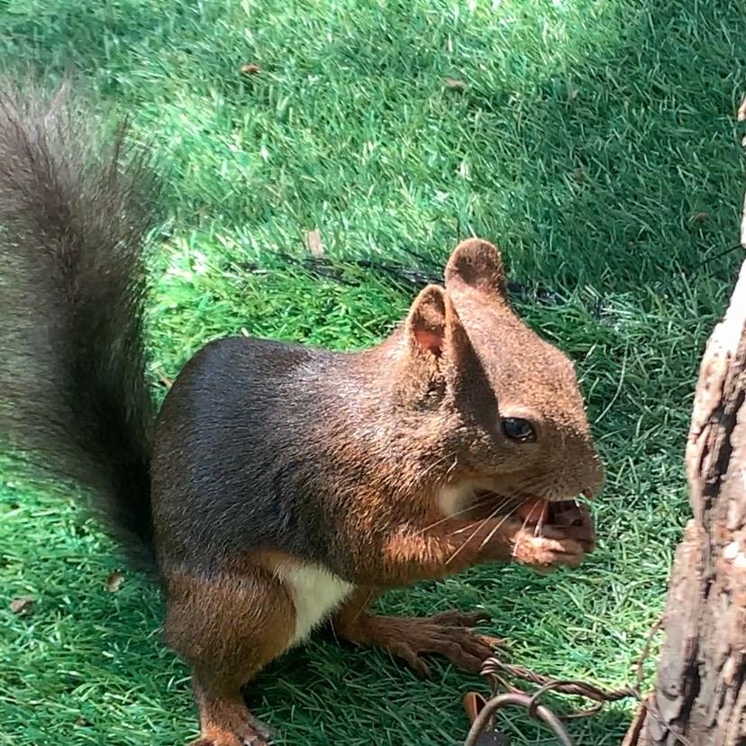 松鼠🐿️日记早上5点28开播