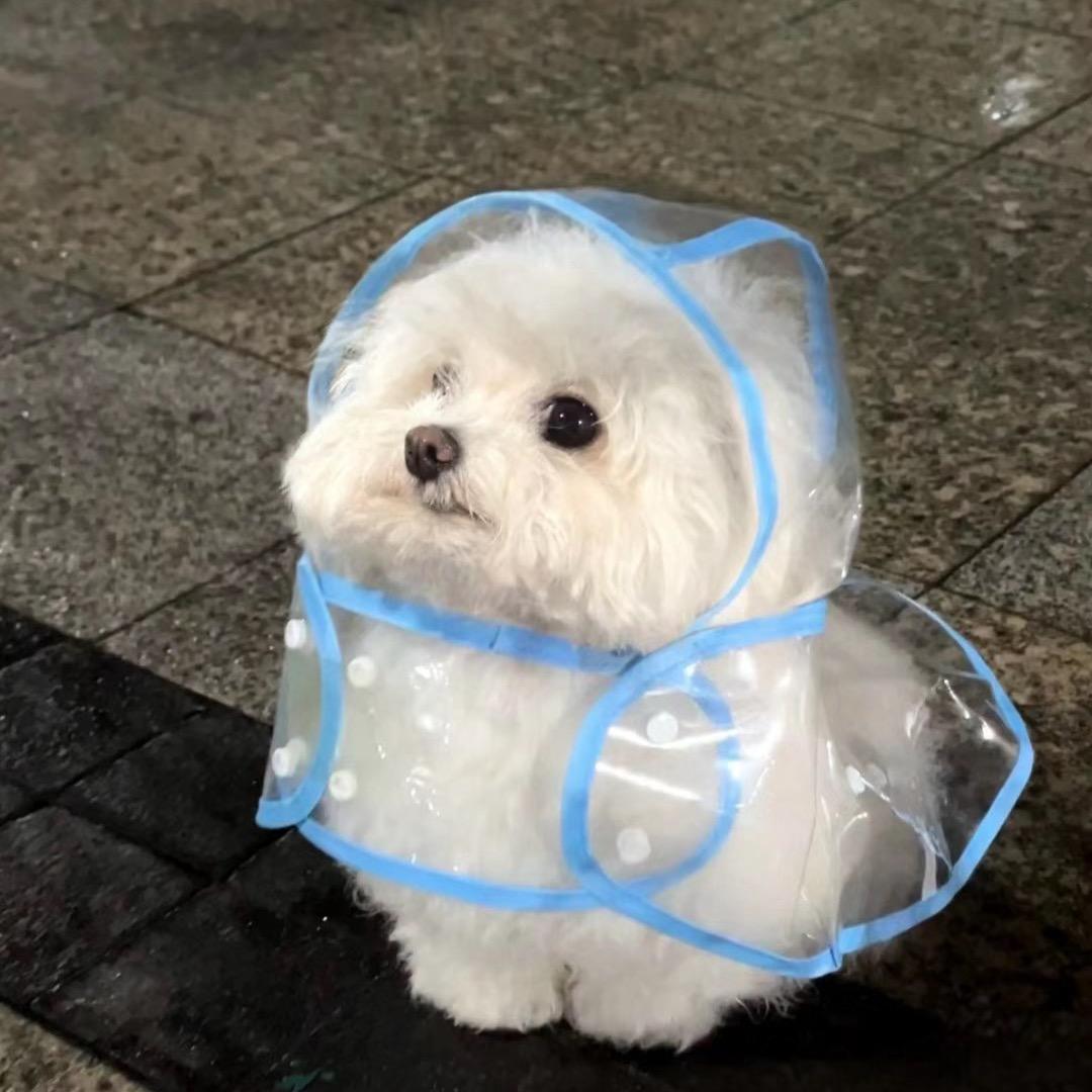 呀呀呼