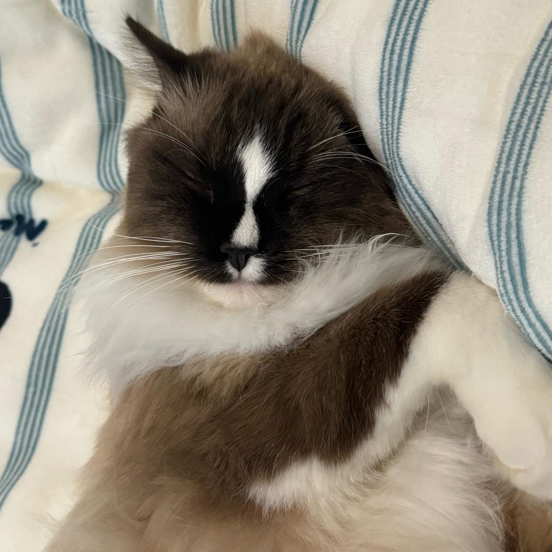 三月的猫3