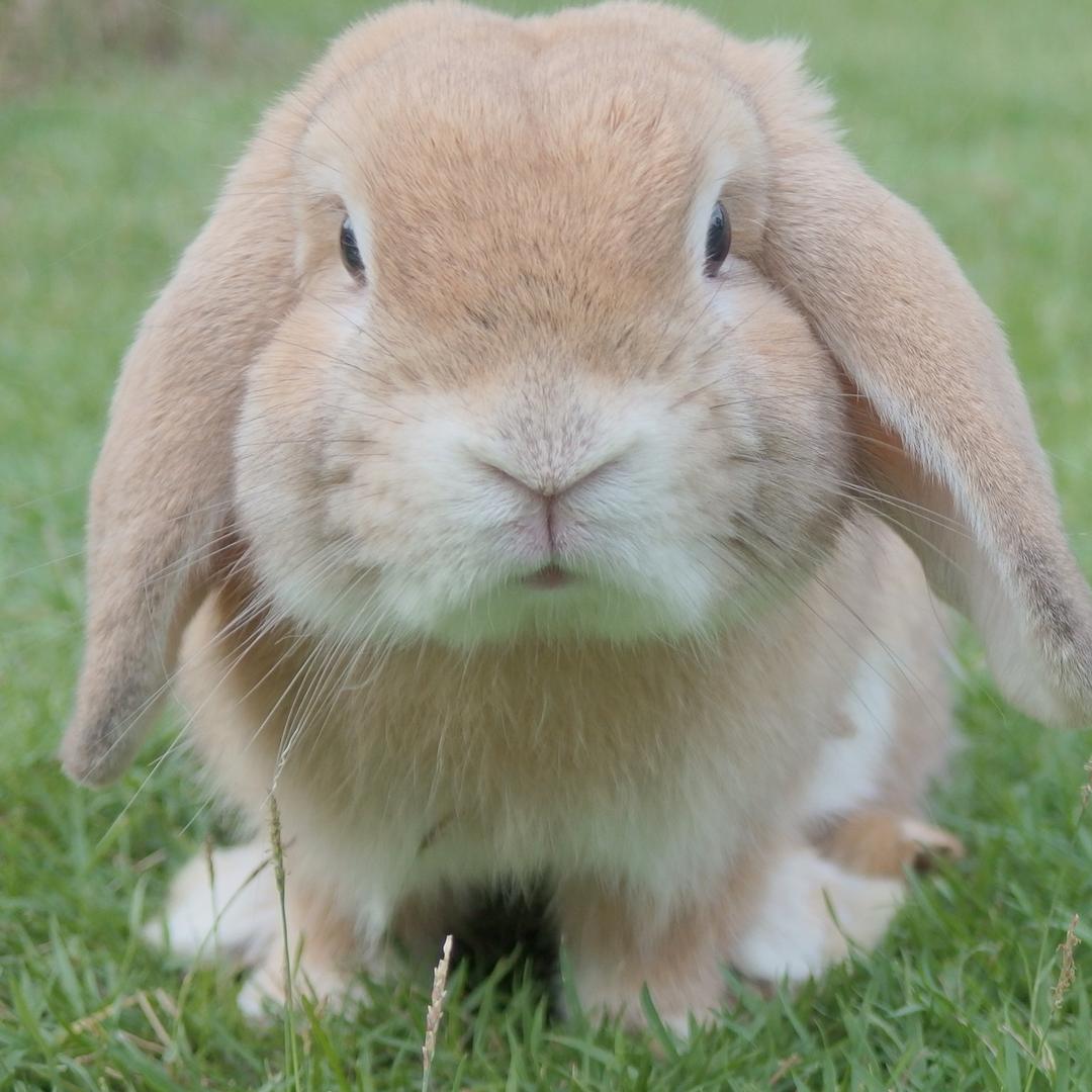 ^.^萌兔舍繁育基地