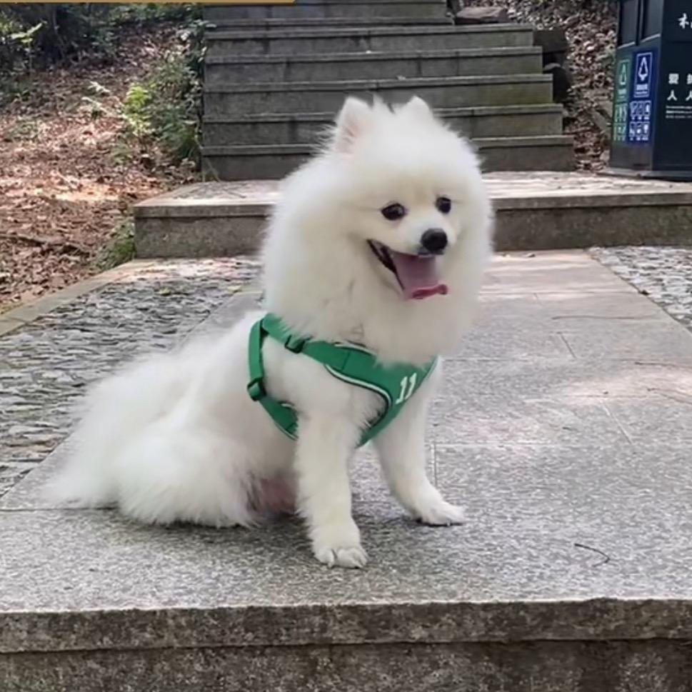 圆圆和小锦鲤吖