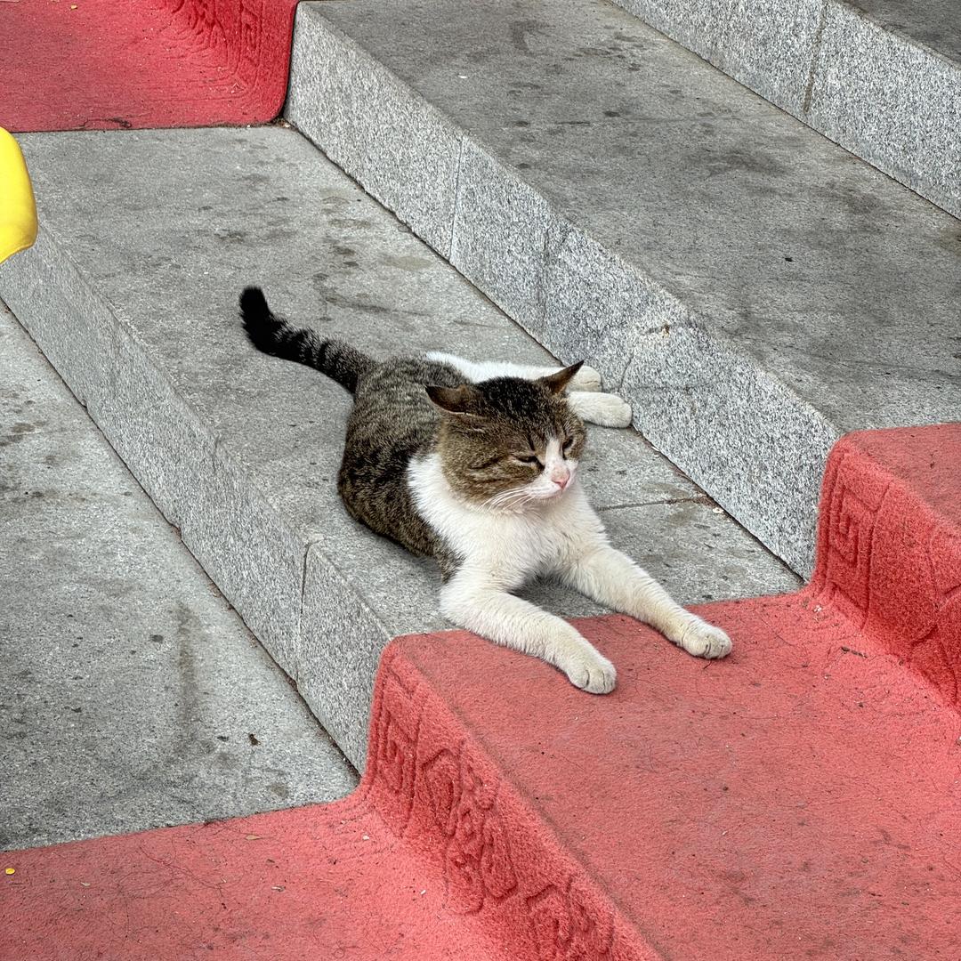 Needcat屹宠行宠物用品专卖店直播间