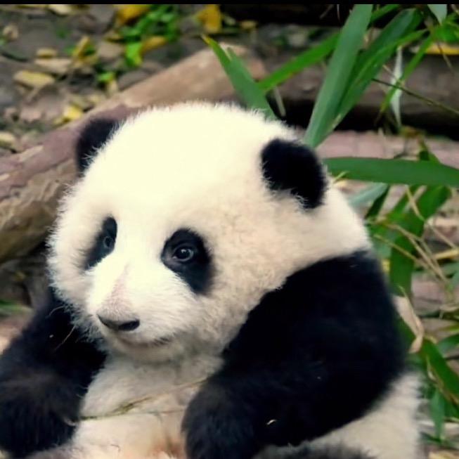 一支竹与一抹清风