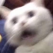 诶嘿