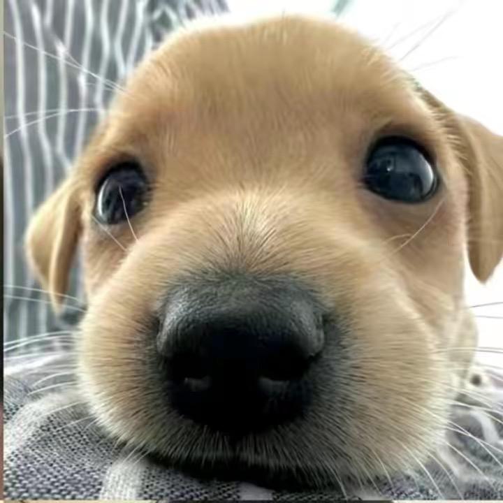 我是素人