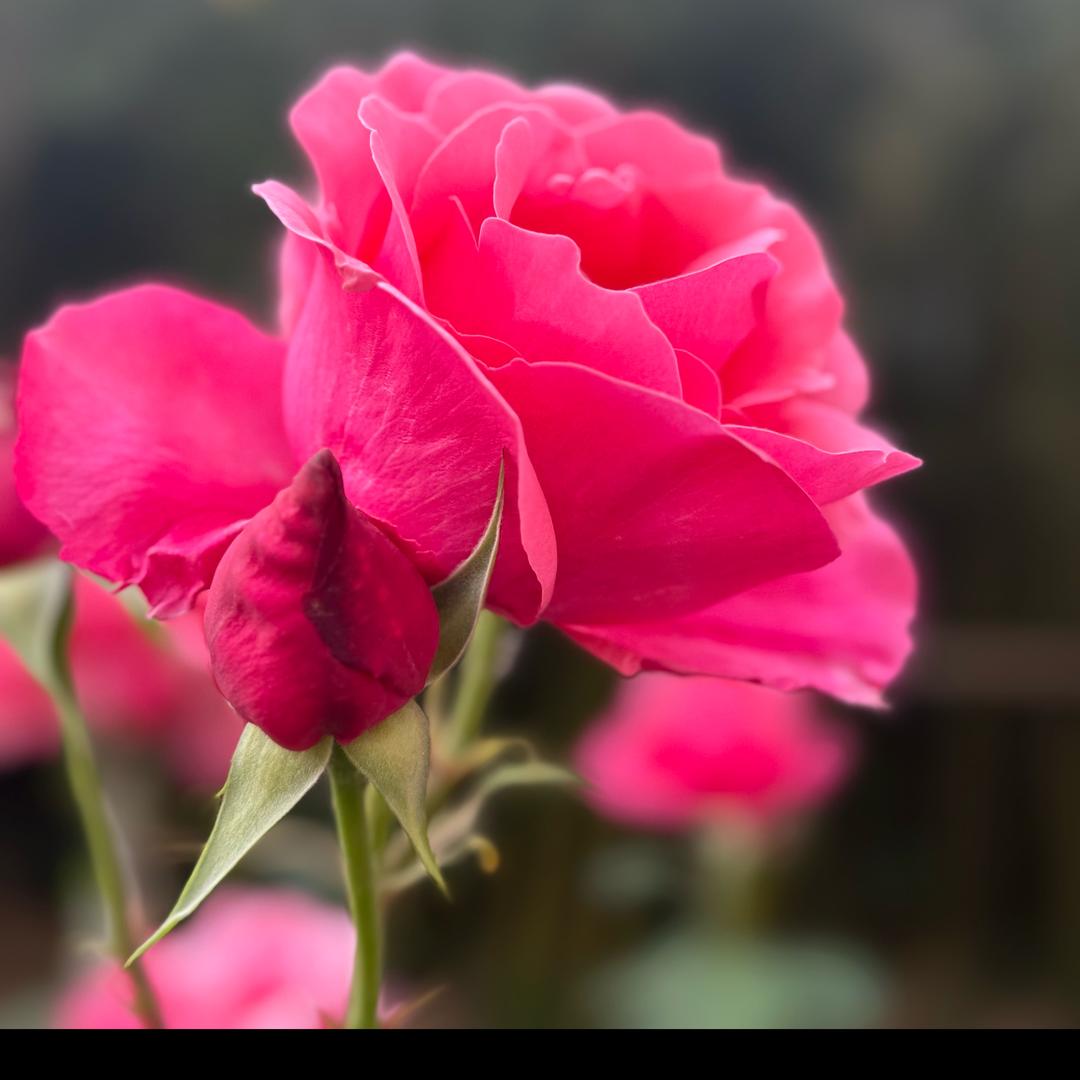 富贵花开