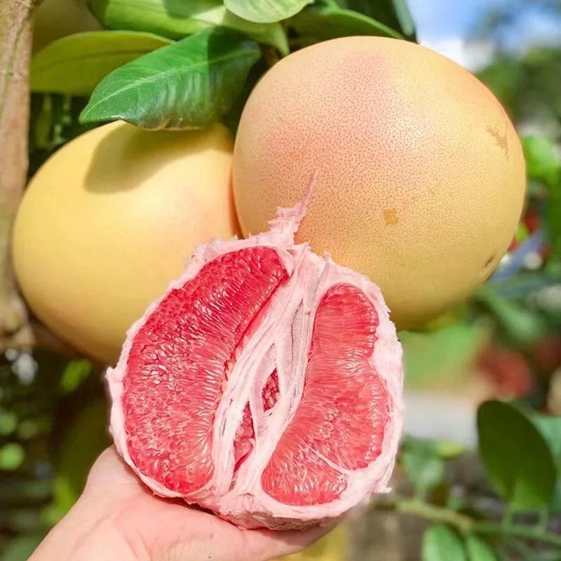 甜丰鲜果