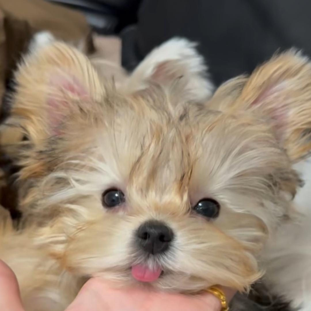 黛西是只约克夏呀