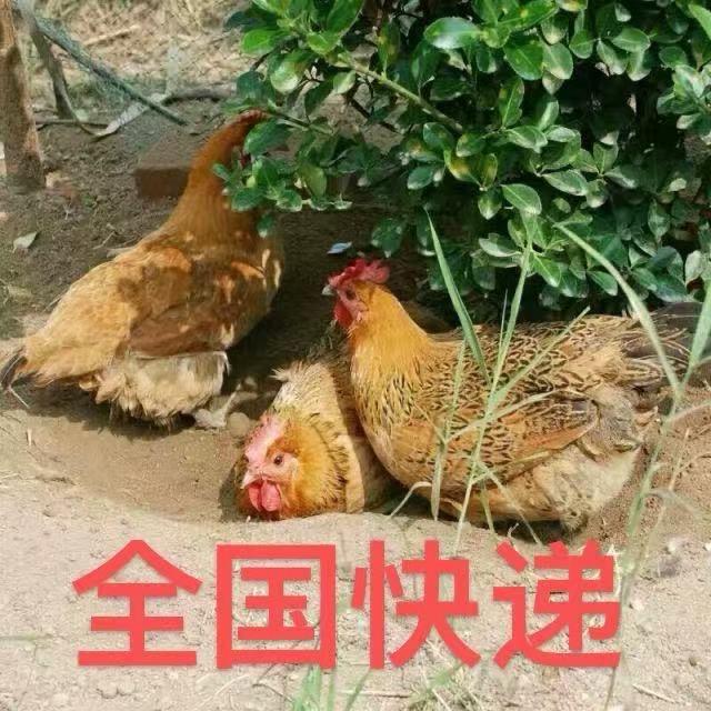 龙腾活禽批零津南店