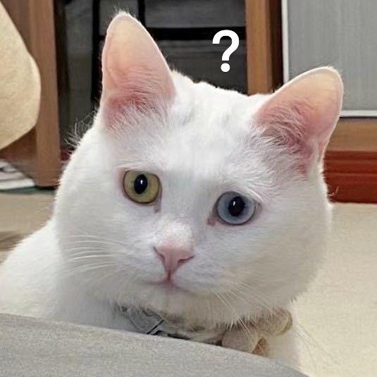 大饼猫李白白