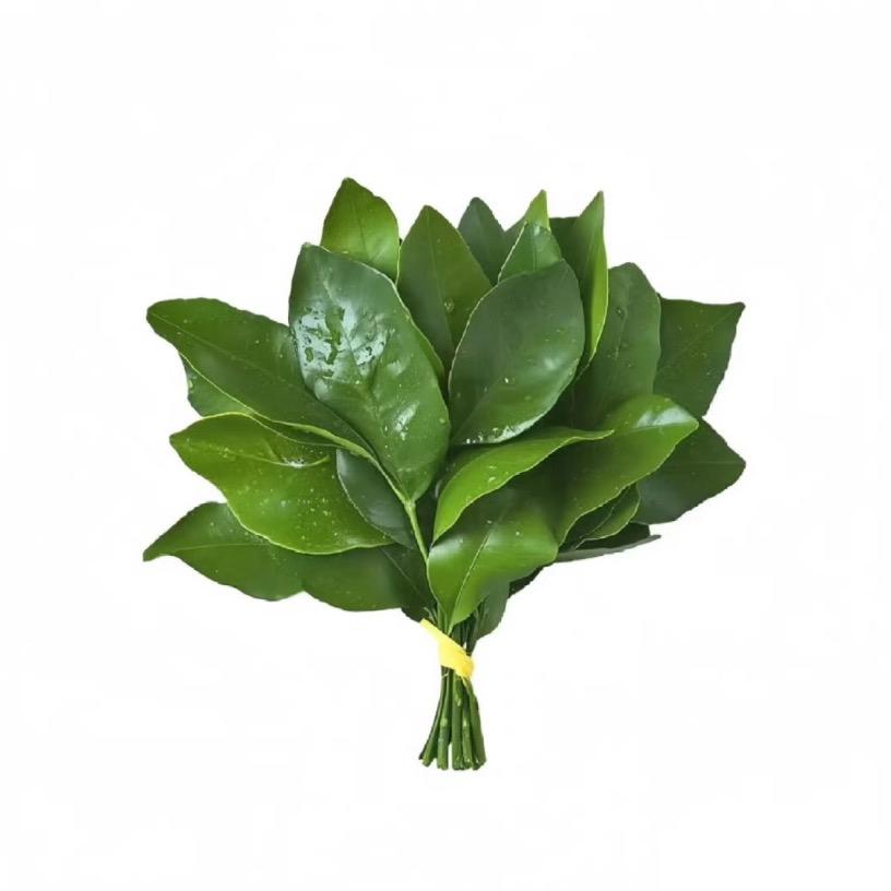 花生酱酱（见过海铭版
