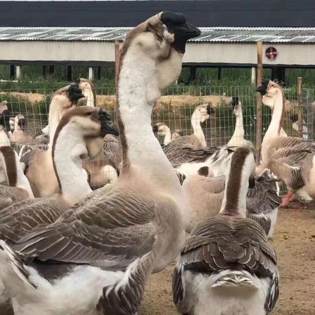 禽恒活禽