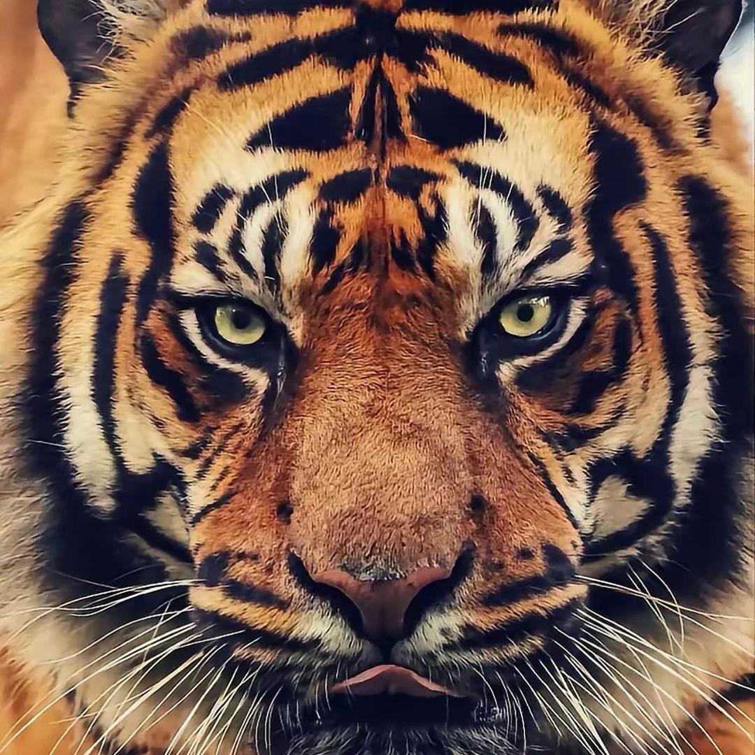 六十六 　　　　　　   　　　🪳