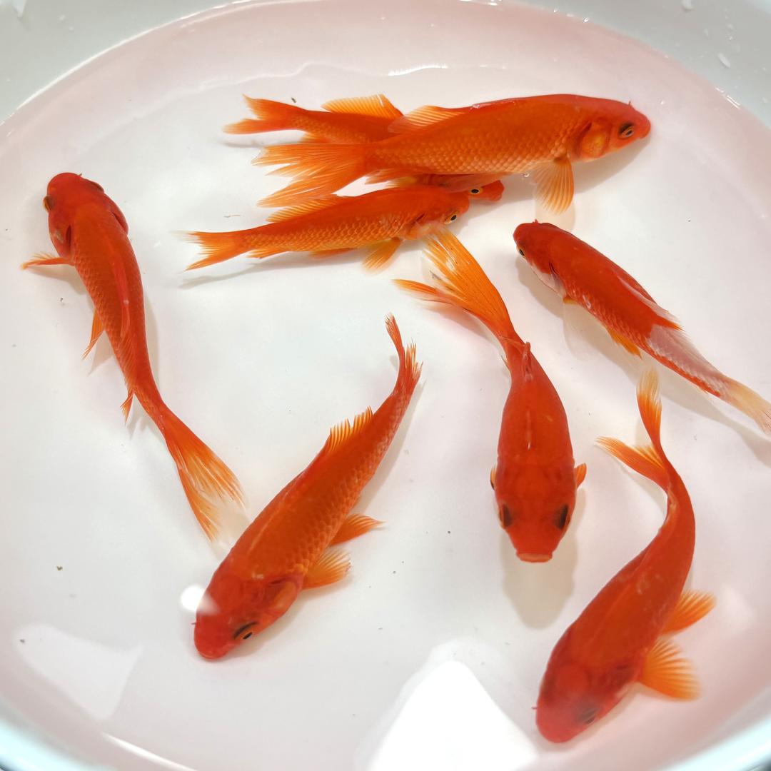 渔小趣水族馆2号