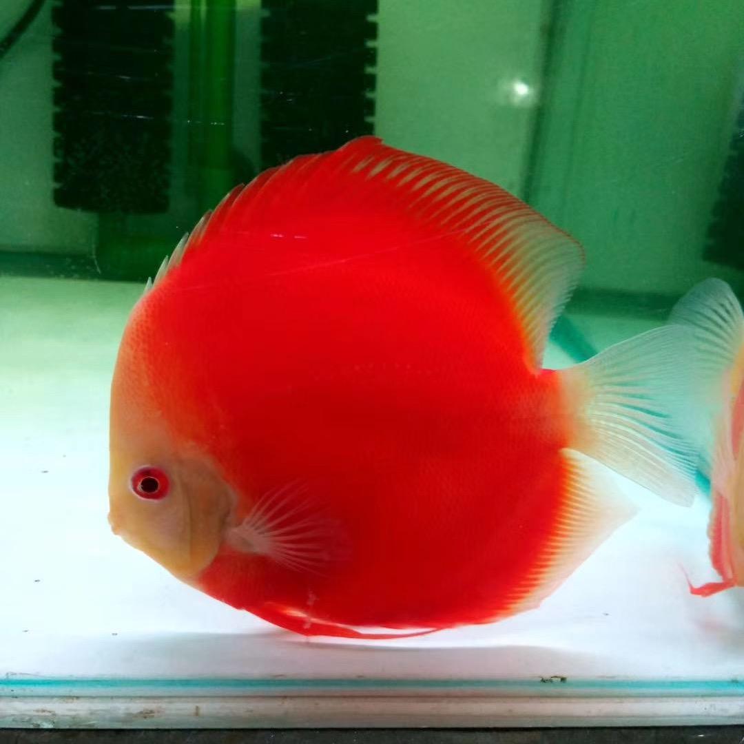 七彩神仙鱼🐠