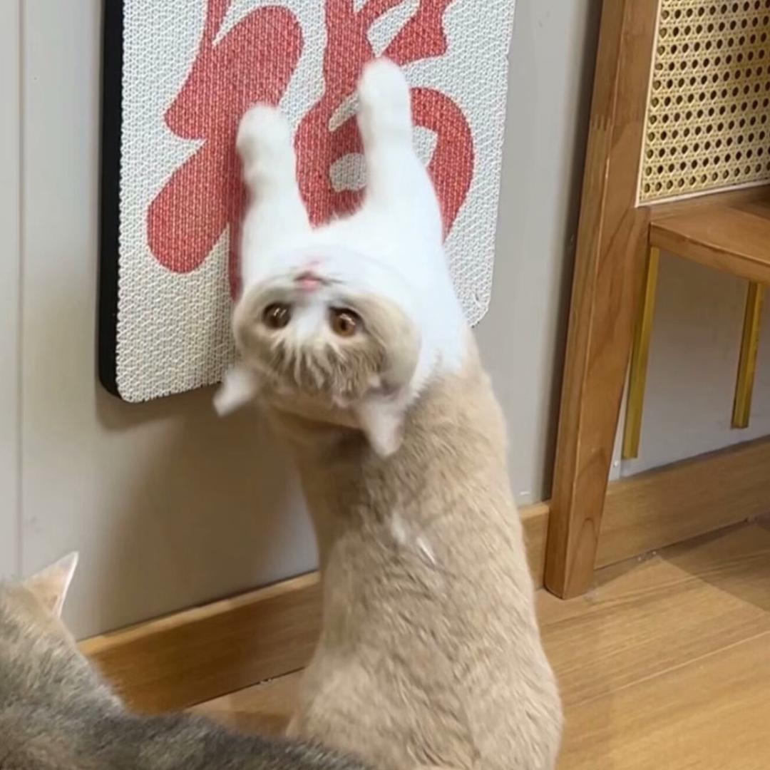 噜宝小呆瓜