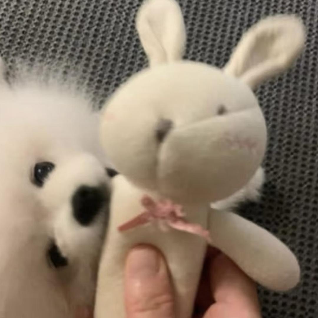 若曦🐰