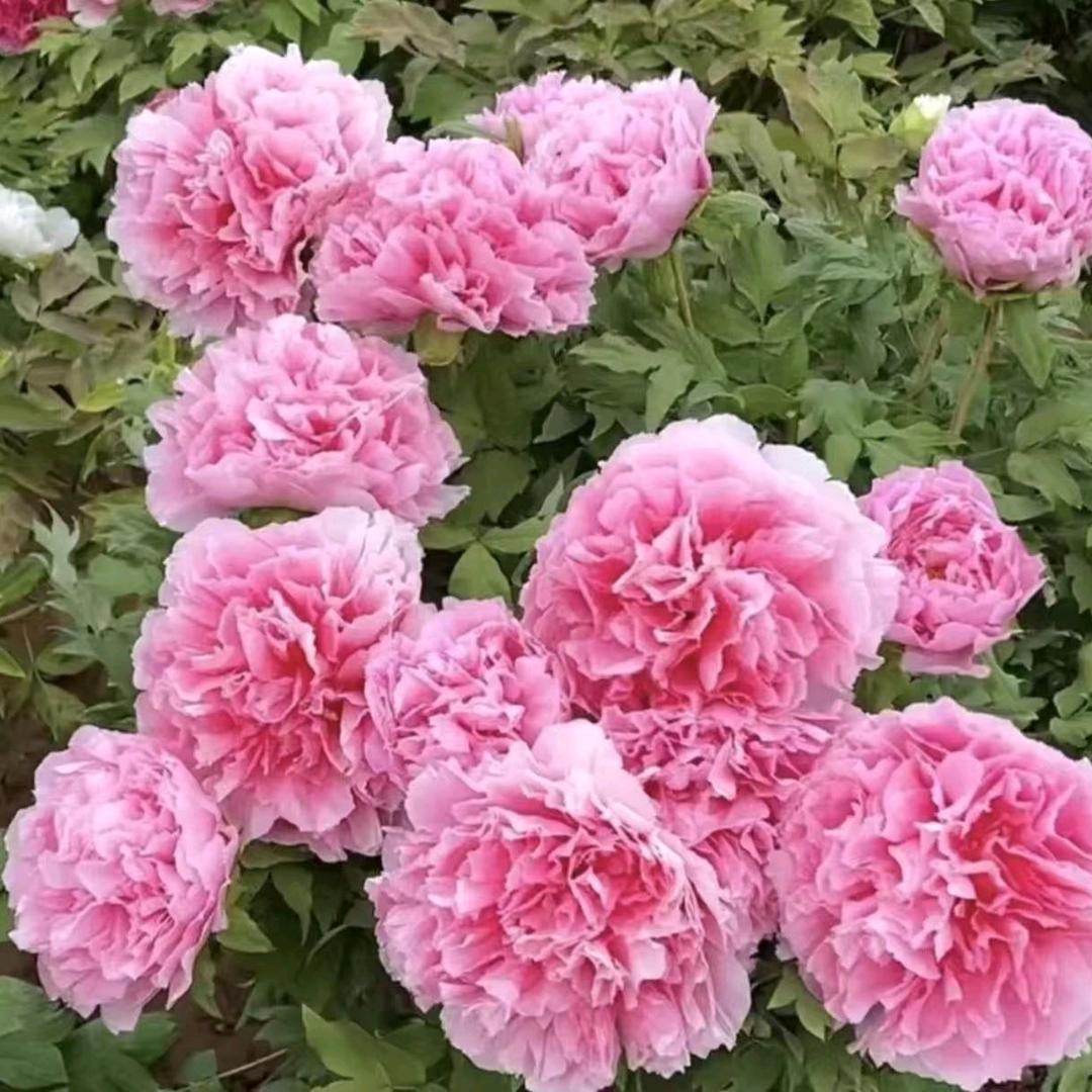 菏泽牡丹芳花卉基地