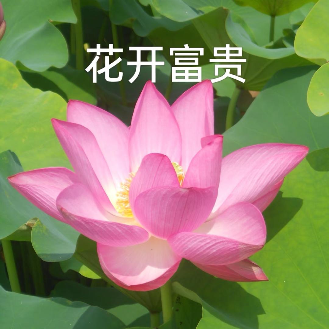 凤凤好物推荐😋