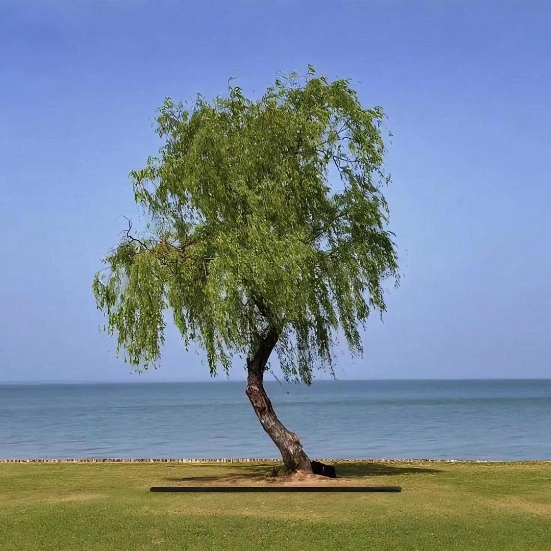 掺水的月亮