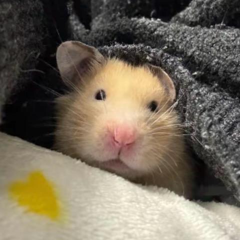 老鼠屎