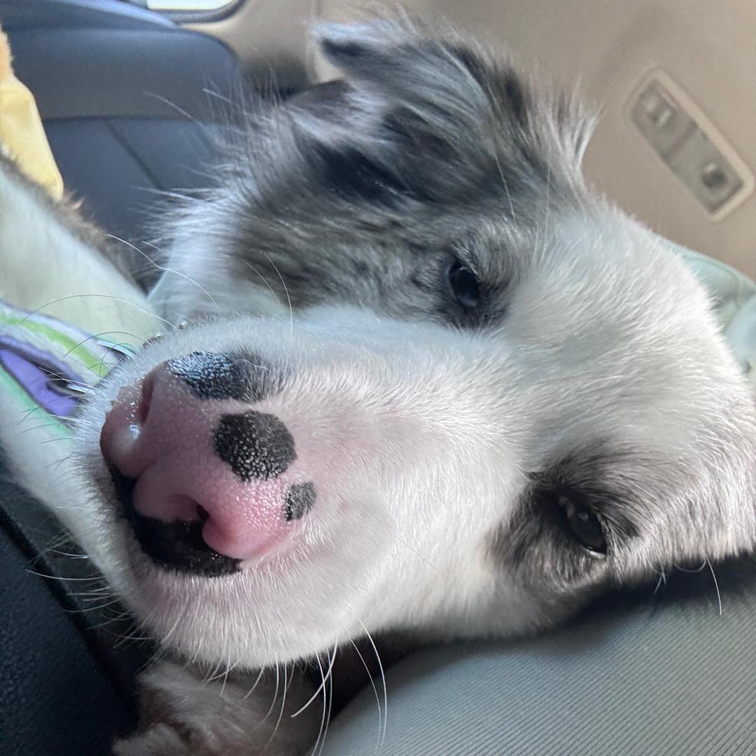 陨石边牧1ྀི  1ྀི 🎀