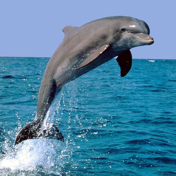 Dolphin ¹⁵¹⁵