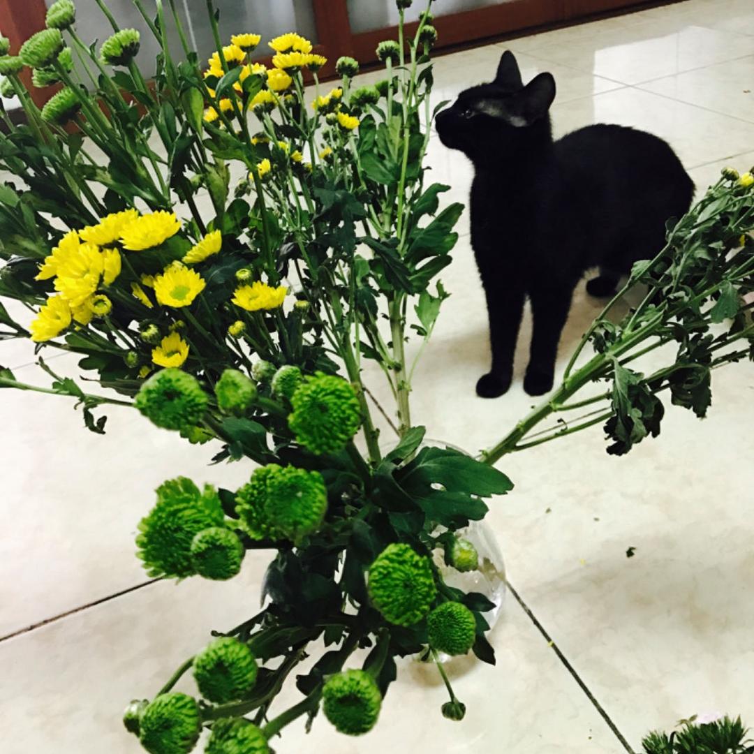 猫猫囡囡♥️💚💛